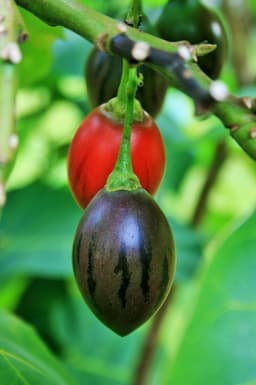 tree tomato