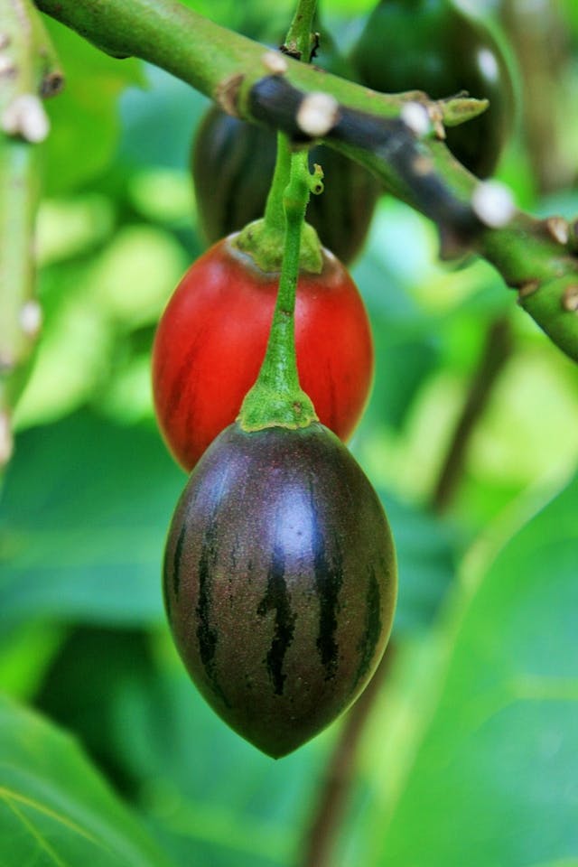 tree tomato