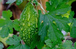 bitter gourd leaves