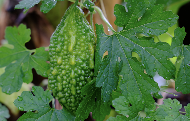 bitter gourd leaves