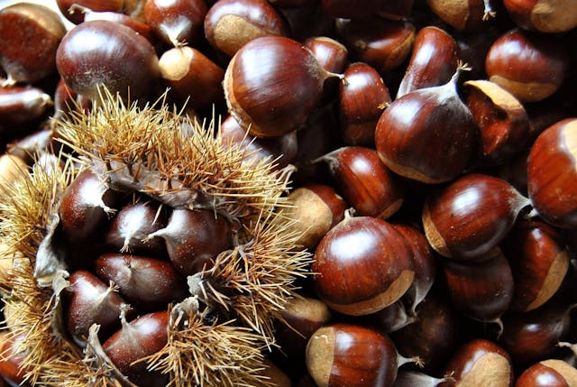 chestnuts