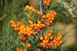 sea buckthorn