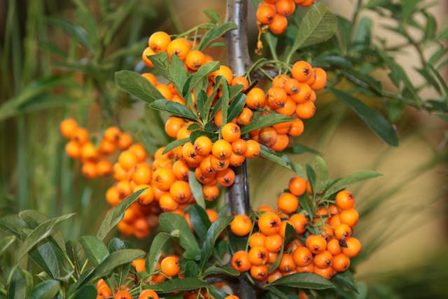 sea buckthorn