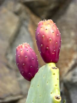 prickly pear