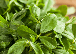 Fenugreek leaves