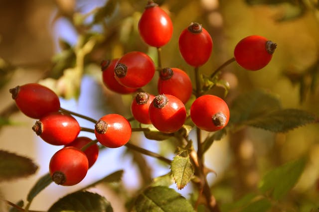 rose hips