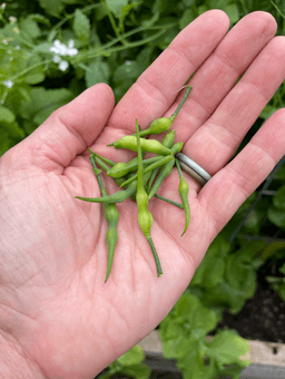 green radish pods