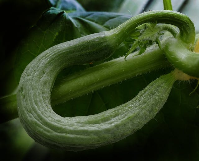 snake cucumber