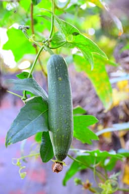 sponge gourd