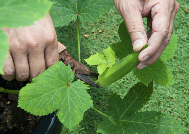 okra leaves