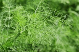 fennel greens