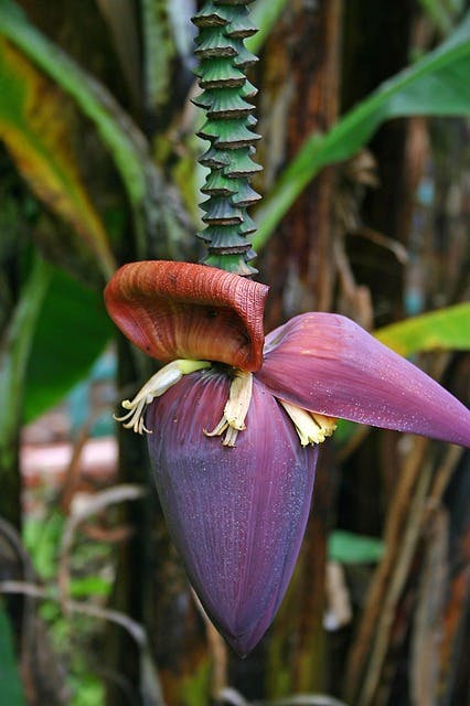 banana flower