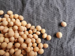 soybeans