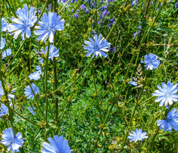 chicory