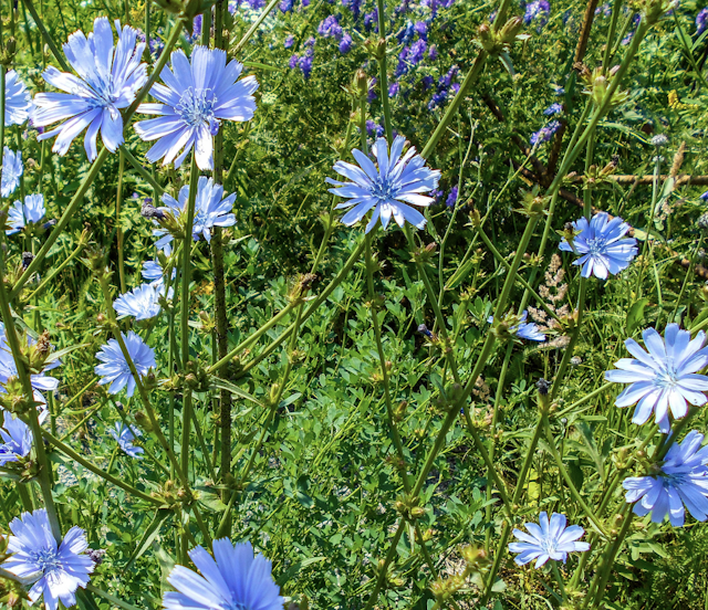 chicory