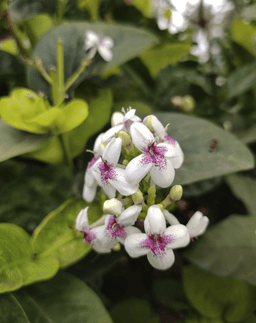 Pseuderanthemum whartonianum