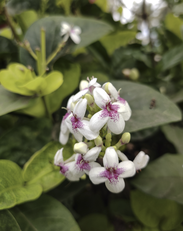 Pseuderanthemum whartonianum