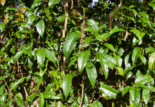 African jointfir [Gnetum Africanum]