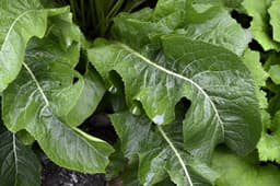 horseradish leaves