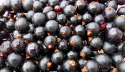 black currants