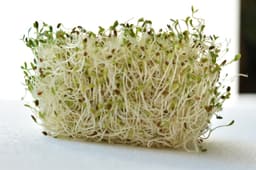 alfalfa sprouts