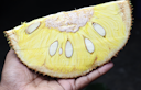 breadfruit seeds