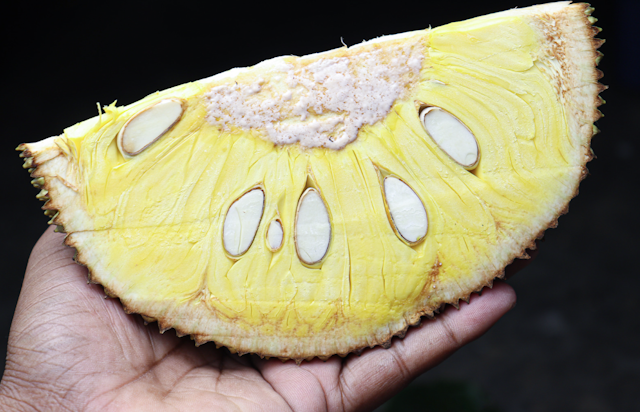 breadfruit seeds