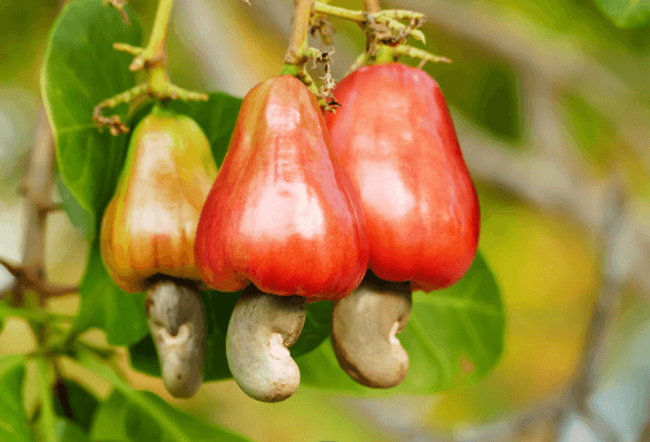 cashew fruit