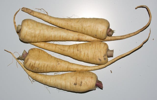 Parsnip