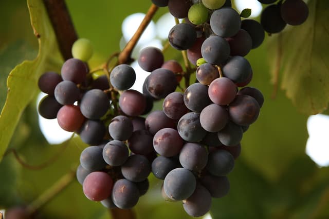 grapes