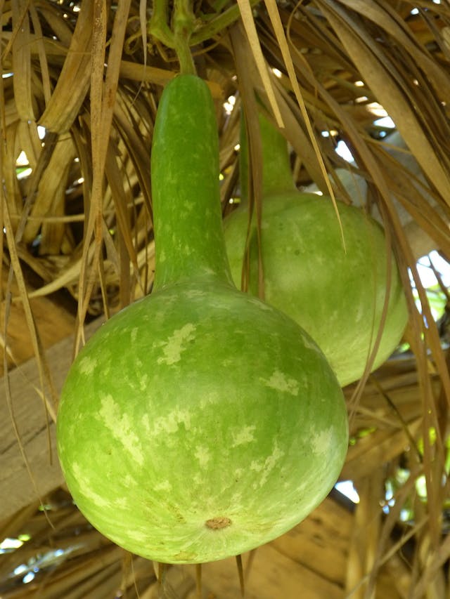 bottle gourd