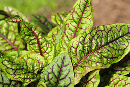 sorrel