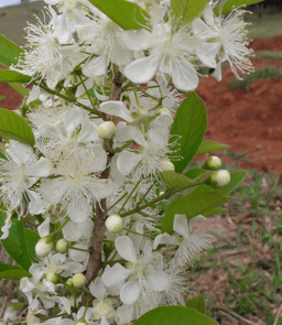 guabiroba fruit