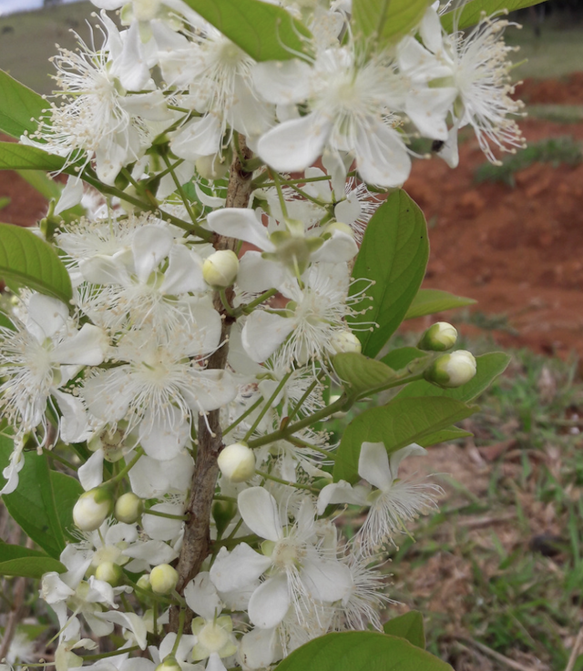 guabiroba fruit