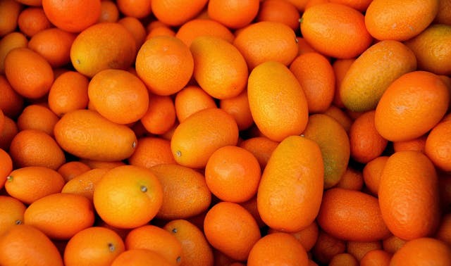 kumquat