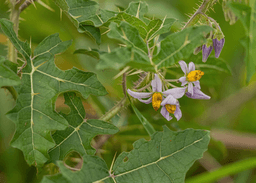 nightshade leaves