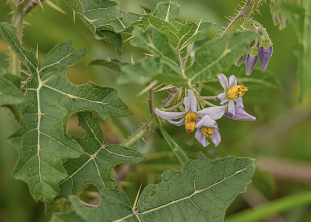 nightshade leaves