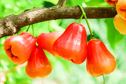 Java apple (Syzygium samarangense)