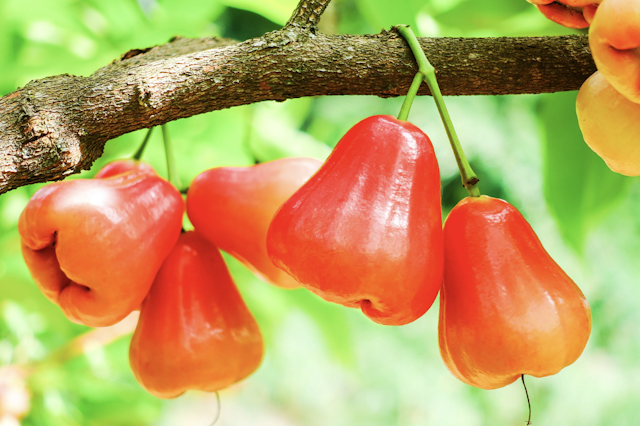 Java apple (Syzygium samarangense)