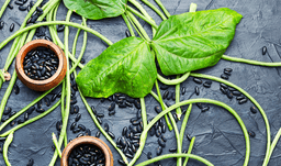 cowpea leaves