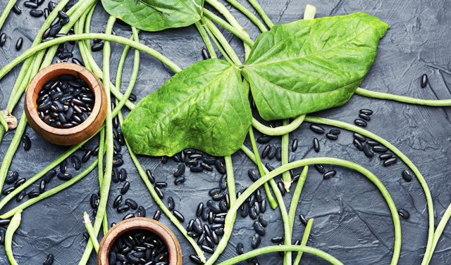 cowpea leaves