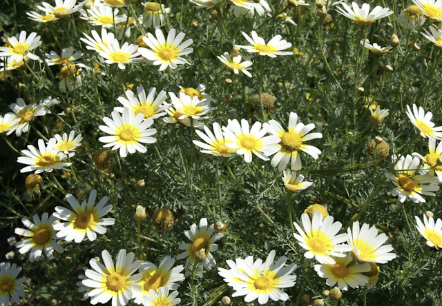 chrysanthemum leaves