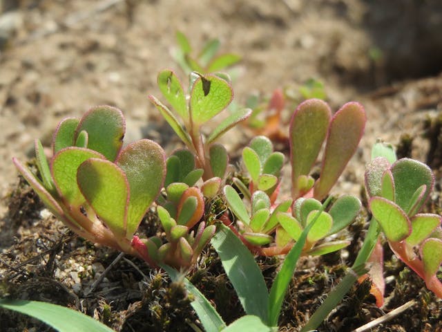 purslane