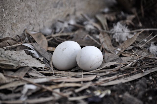 pigeon eggs