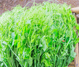 chayote leaves