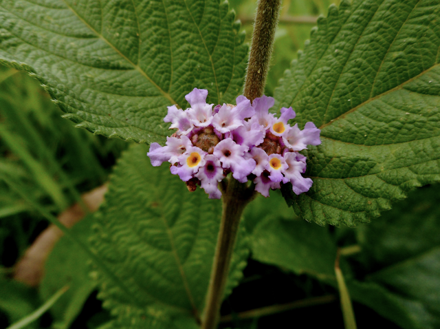 Lippia javanica