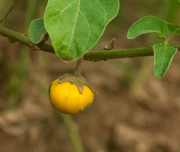 African eggplant