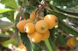 loquat