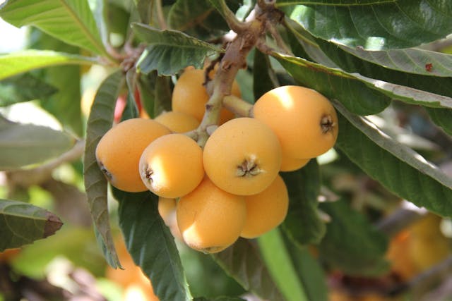 loquat